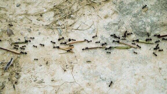 昆虫的希腊特写镜头一群黑蚂蚁搬运植物的果实进入蚁丘4k