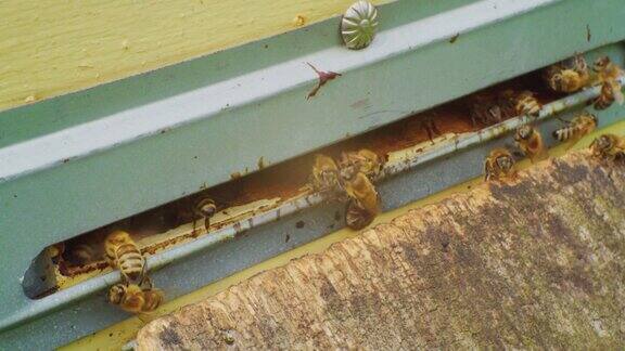 时间流逝快速移动在一个阳光明媚的夏天蜜蜂飞进了木制的蜂巢的入口特写镜头