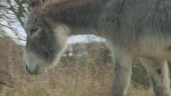 阳光明媚的一天一头驴在田野里的4K电影慢动作镜头(13)