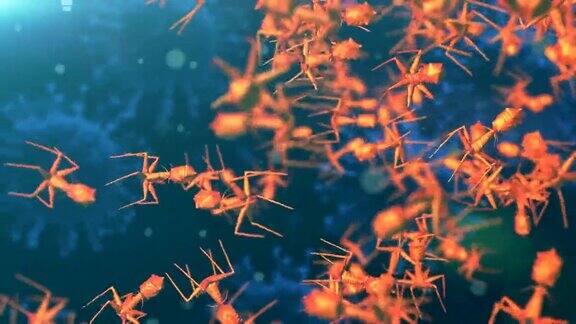 噬菌体感染细菌