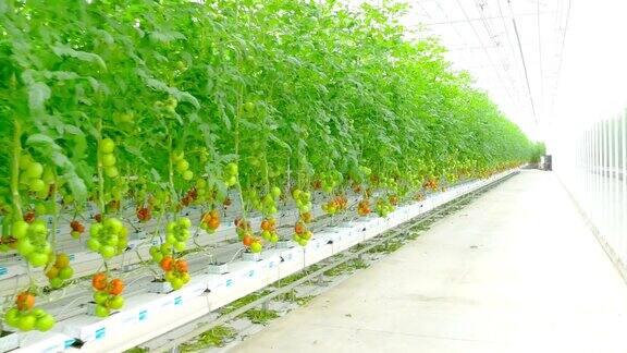 温室中成行的番茄水培植物