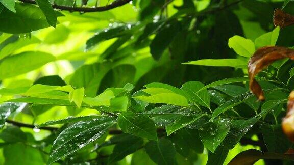 在泰国清迈省的绿植上下雨