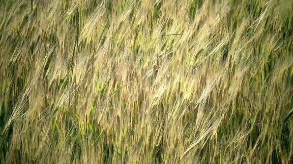 在夏日阳光明媚的日子里风摇动着成熟的小麦和黑麦的穗子