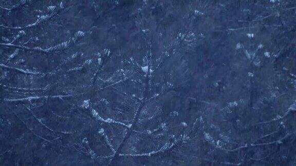 冬季仙境雪花从天上飘落在一片松林里雪花密密地落在树上白雪覆盖着树木暴风雪肆虐