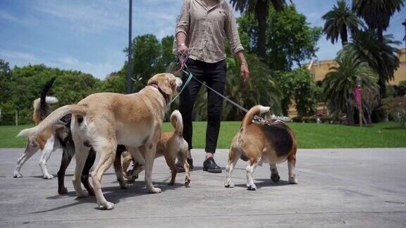 专业的遛狗者和一群好玩的狗在公园里