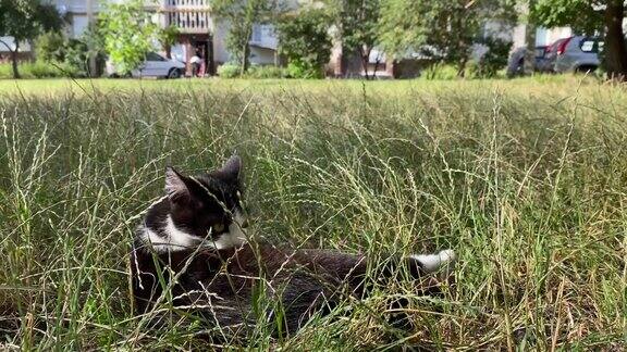 猫躺在草地上