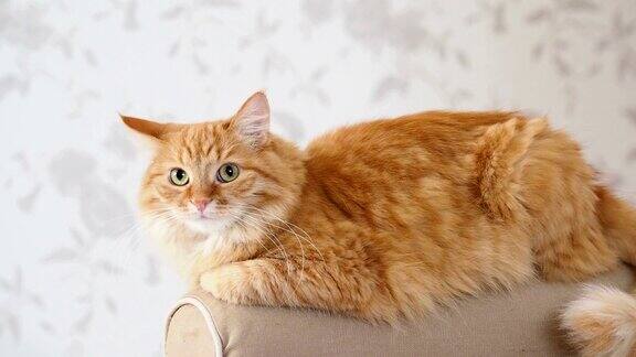可爱的姜黄色小猫躺在沙发的扶手上摄像机里毛茸茸的宠物舒适的家庭背景