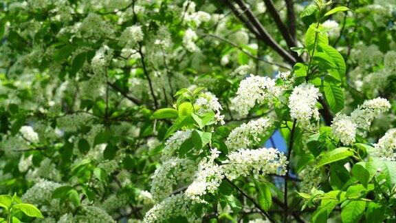 美丽的鸟樱花在春天的树鸟樱枝上开满了小白花在风中摇曳在阳光明媚的春日里鸟樱树的花枝被阳光照射着4k的视频