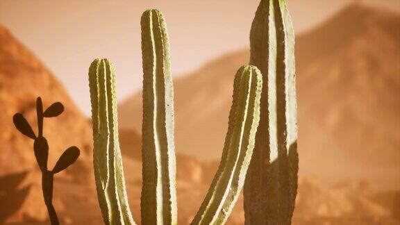亚利桑那沙漠落日与巨大的仙人掌