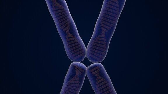 染色体和DNA结构医学和生物技术背景