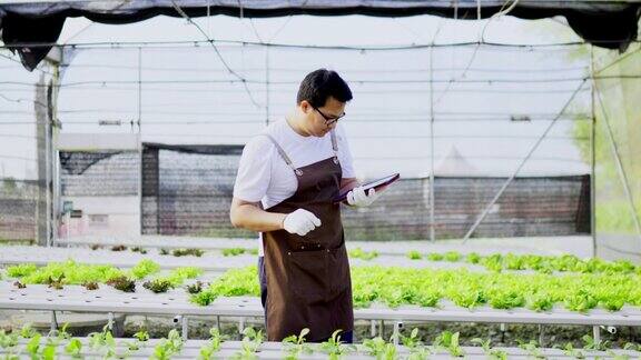 年轻的亚裔男子在水培农场用笔记本电脑观察生长