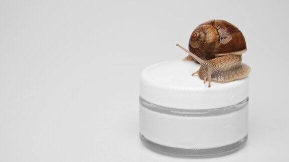 在浅灰色的背景上一只蜗牛在一罐面霜的盖子上爬行靠近点复制左边的空间