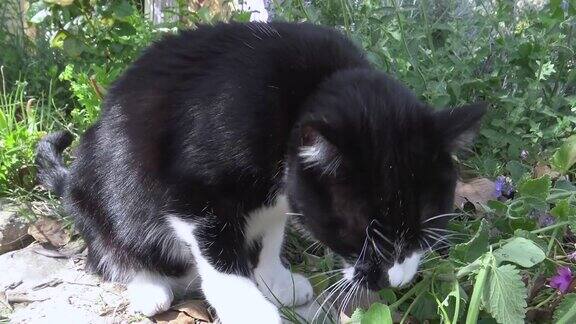 猫在花坛上嗅猫薄荷
