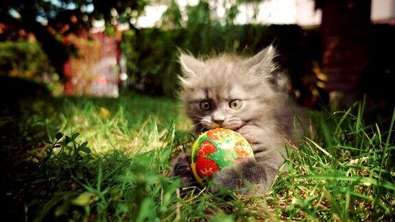 小猫拿着球