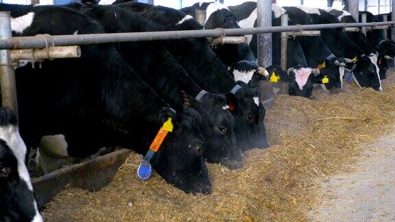 4k奶牛在现代的马厩里吃干草广角镜头