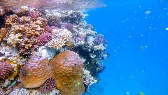 埃及的拉哈米湾美丽的珊瑚礁上有海洋生物和许多热带鱼