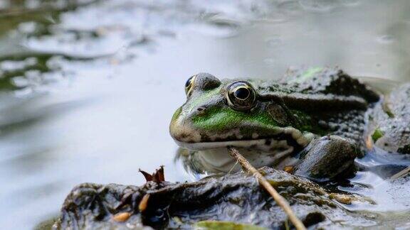 绿色青蛙坐在岸边的河流极端近距离蟾蜍的肖像