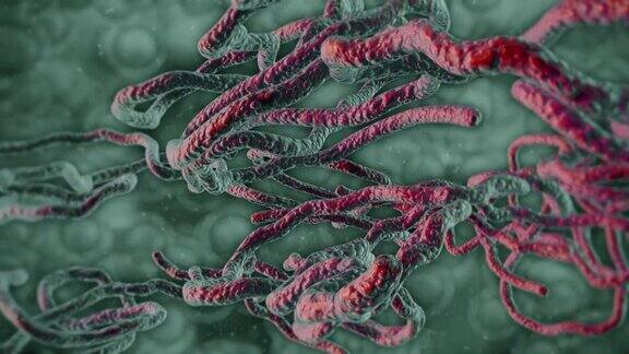 埃博拉病毒细胞