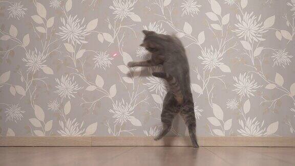 猫追着并试图抓住墙上的激光笔