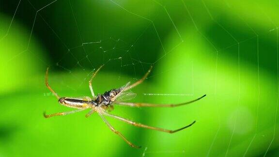 蜘蛛在网上吃猎物