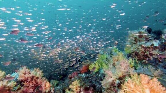 充满活力的水下珊瑚礁和鱼群