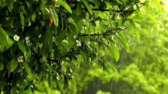 绿植上的雨