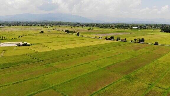 泰国广阔的绿色农田
