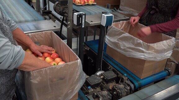 两名包装女工正在包装新鲜苹果