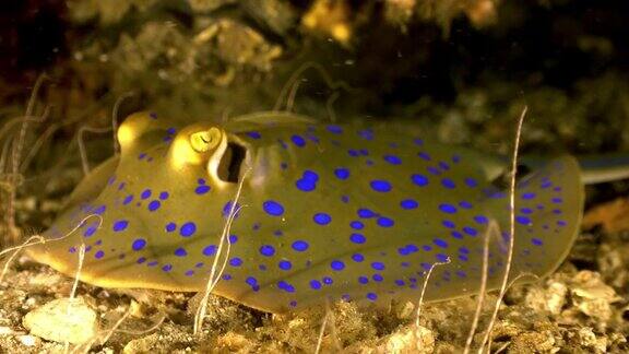 蓝斑带尾黄貂鱼(Taeniura淋巴瘤)特写