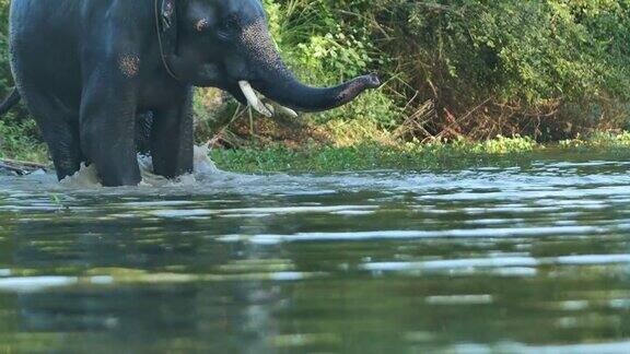 大象在洗澡