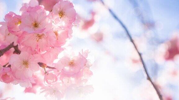 明亮的樱花在春天盛开