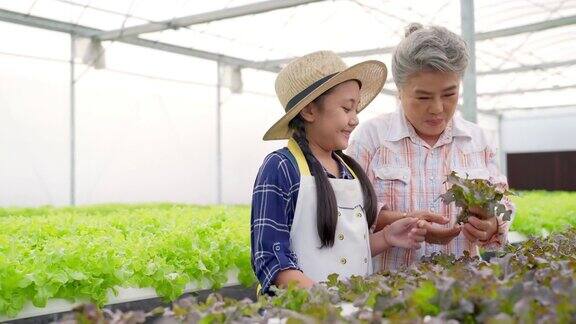4K亚洲妇女教孙女在温室花园里种植有机水培生菜