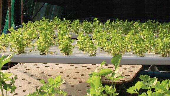 绿色小水培芹菜在白色种植架上非化学蔬菜施肥的有机花园早上白天时间光照4k分辨率纤维来源有机市场健康饮食方式