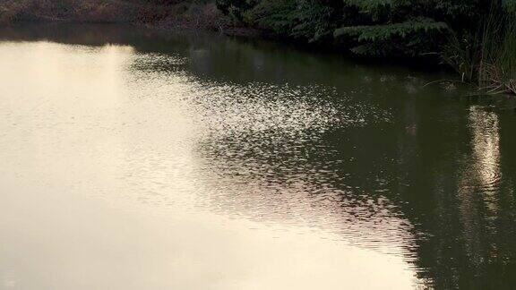 自然池水倒影日落时分