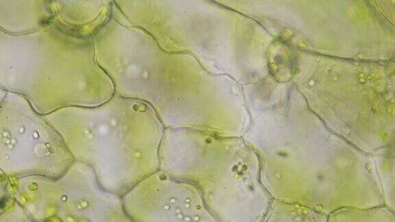 通过层层微缩显微镜下的海藻