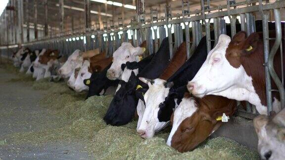 在免费畜栏里喂养的奶牛