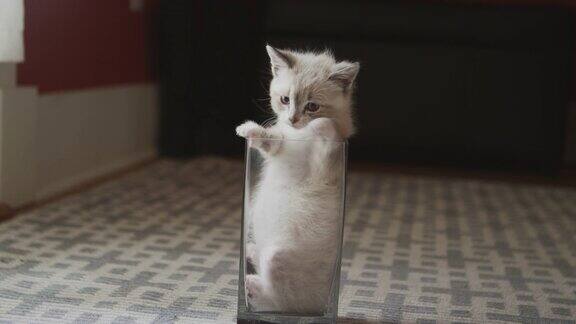 地板上的玻璃花瓶里有一只毛茸茸的小猫