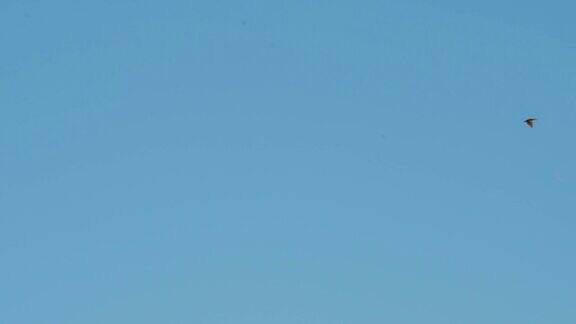 雪鹅和鸭子降落在博斯克德尔阿帕奇NWR