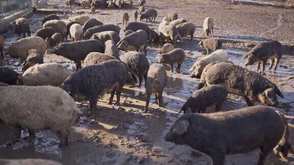 农场里有一大群被泥覆盖的曼加利卡猪