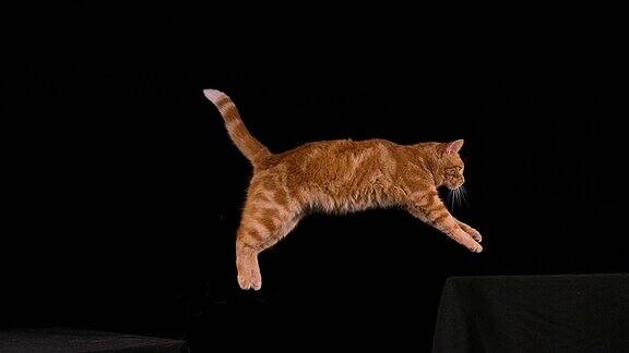 红虎斑家猫成年跳跃在黑色背景下慢镜头4K
