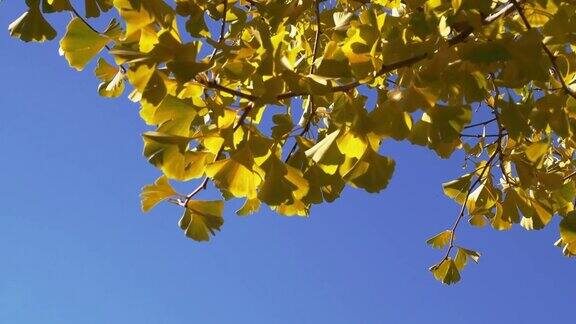 银杏树枝在秋天