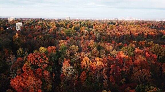 在阳光明媚的早晨飞翔在路易斯维尔令人惊叹的彩色树梢上在背景中树叶在变色美丽的秋天树木在黄色橙色和红色的森林在阳光明媚的秋日秋天森林里的落叶