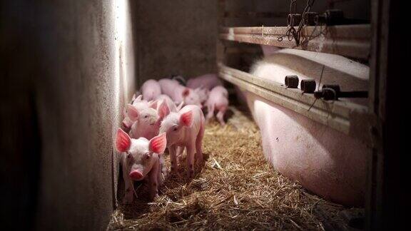 猪圈里可爱的一群小猪