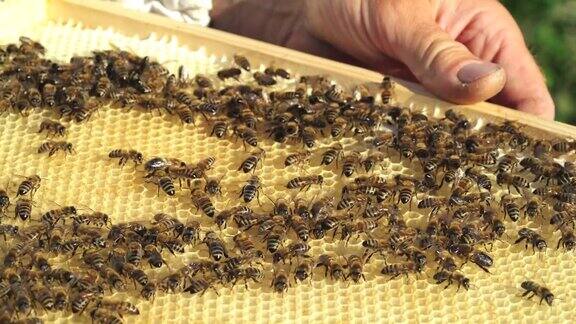 养蜂人用蜂巢检查框架