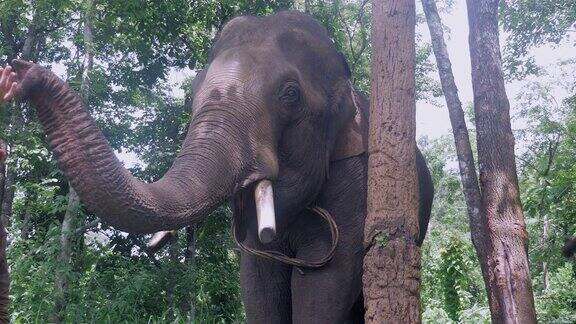 正面的大象吃一些香蕉
