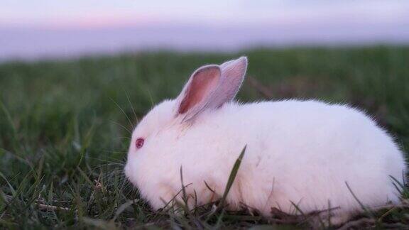 美丽的白兔在阳光下走在草地上美丽的兔子