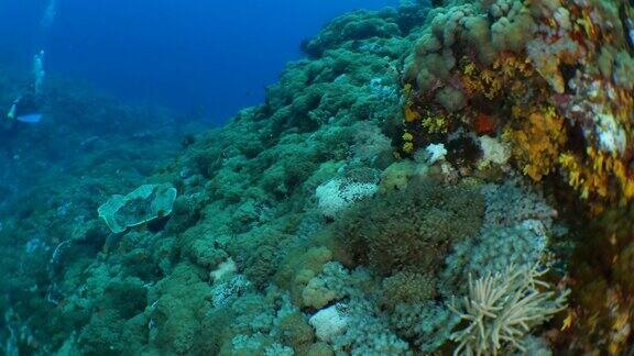 台湾在深海珊瑚礁中游动的一种鱼