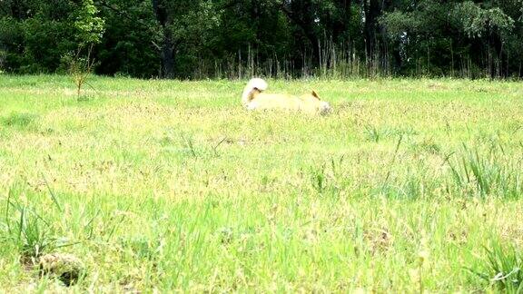 有趣的柯基毛绒绒的狗在户外玩球
