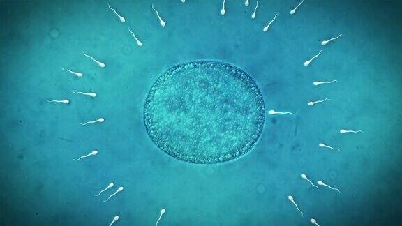 精子和卵子受精