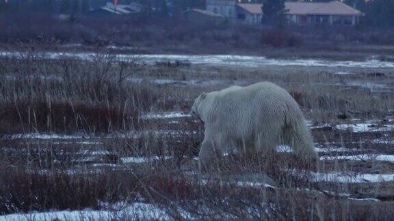 北极熊离开加拿大